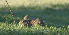 Meanwhile in the backyard